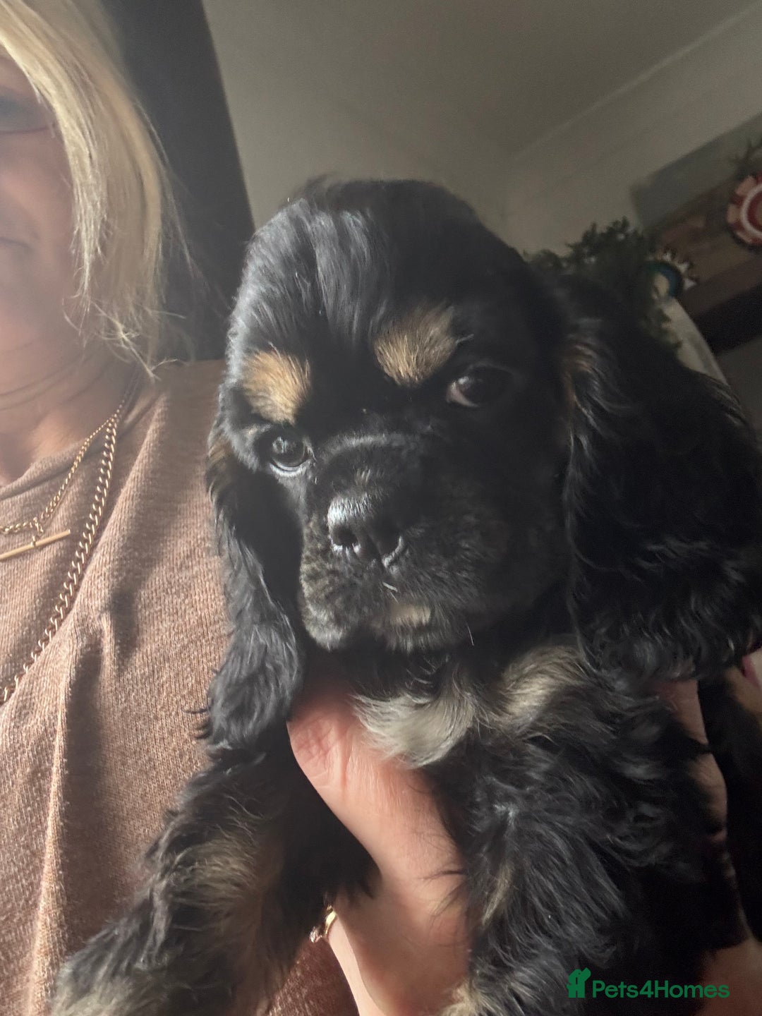 American Cocker Spaniel dogs for sale: KC reg American puppies - Advert 13
