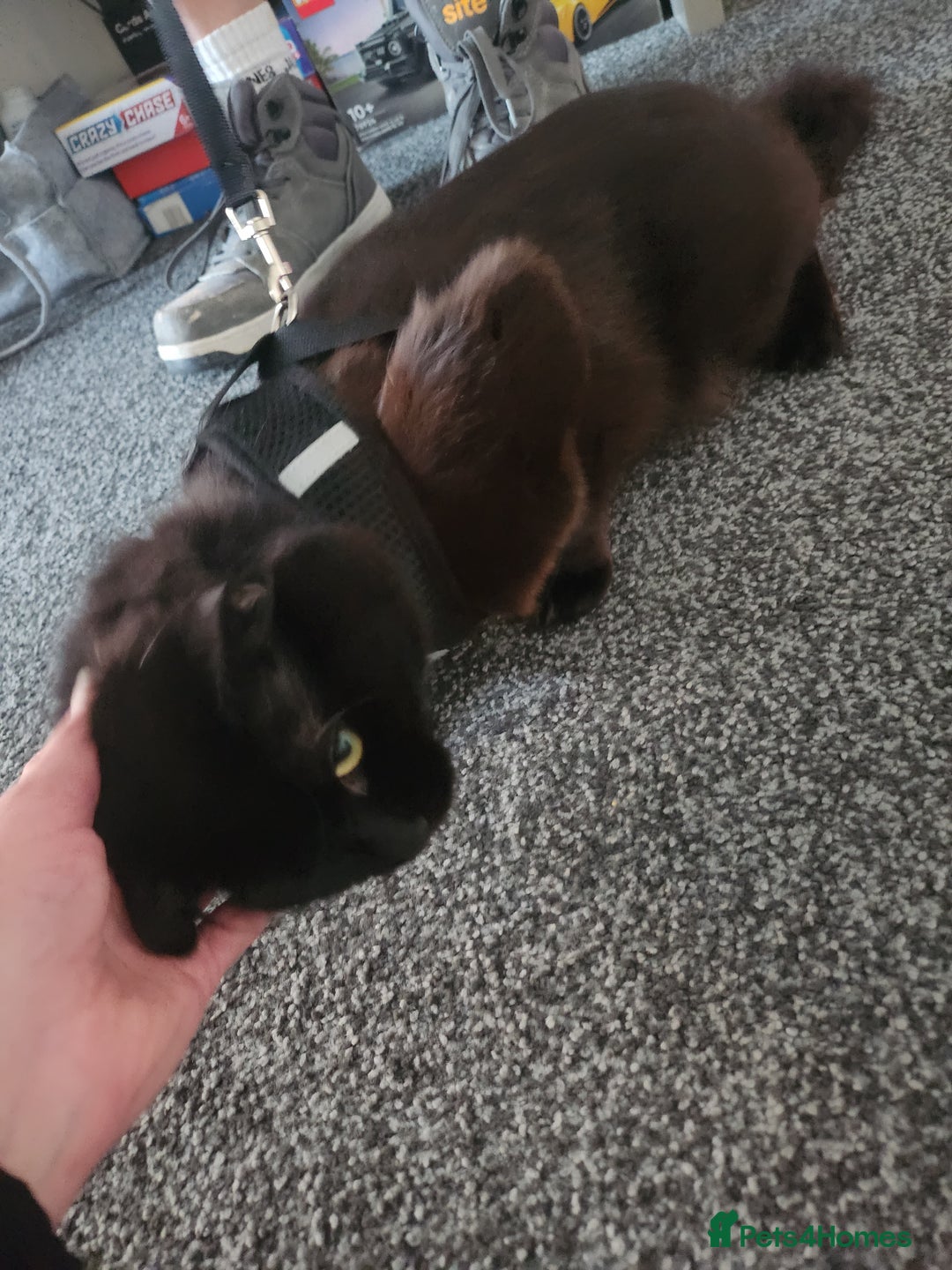 Mixed Breed cats for sale: Beautiful baby boy available  - Image 4