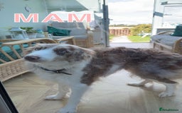 Border Collie dogs for sale: BEAUTIFUL BORDER COLLIE PUPPIES - Image 11