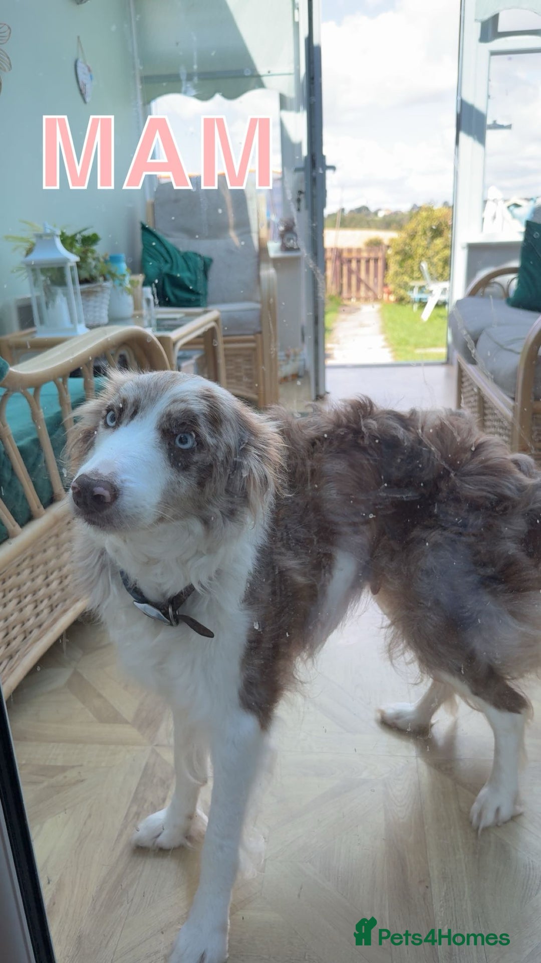Border Collie dogs for sale: BEAUTIFUL BORDER COLLIE PUPPIES - Image 11