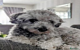 Mixed Breed dogs for sale: Cotonoodle pups  - Image 8
