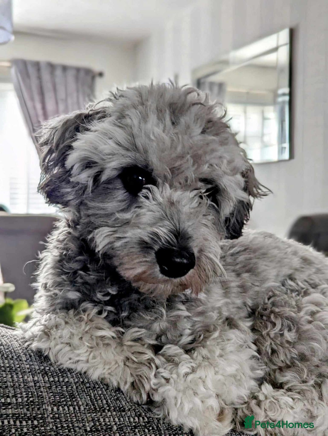 Mixed Breed dogs for sale: Cotonoodle pups  - Image 8