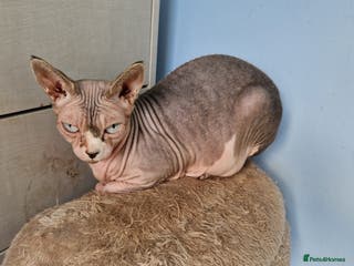 Sphynx cats 5 Year old canadian sphynx lady - Advert 5