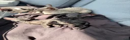 Cornish Rex cats for sale: Beautiful Cornish Rex’s ready for their new homes - Advert 20