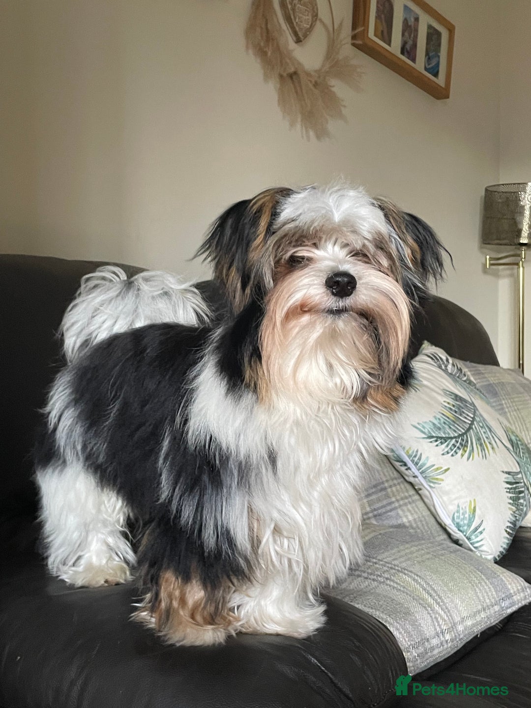 Biewer Terrier dogs for stud: Biewer terrier stud - Advert 13