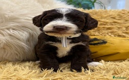 Mixed Breed dogs for sale: Mega Coated Schnockerpoo puppies - Image 18