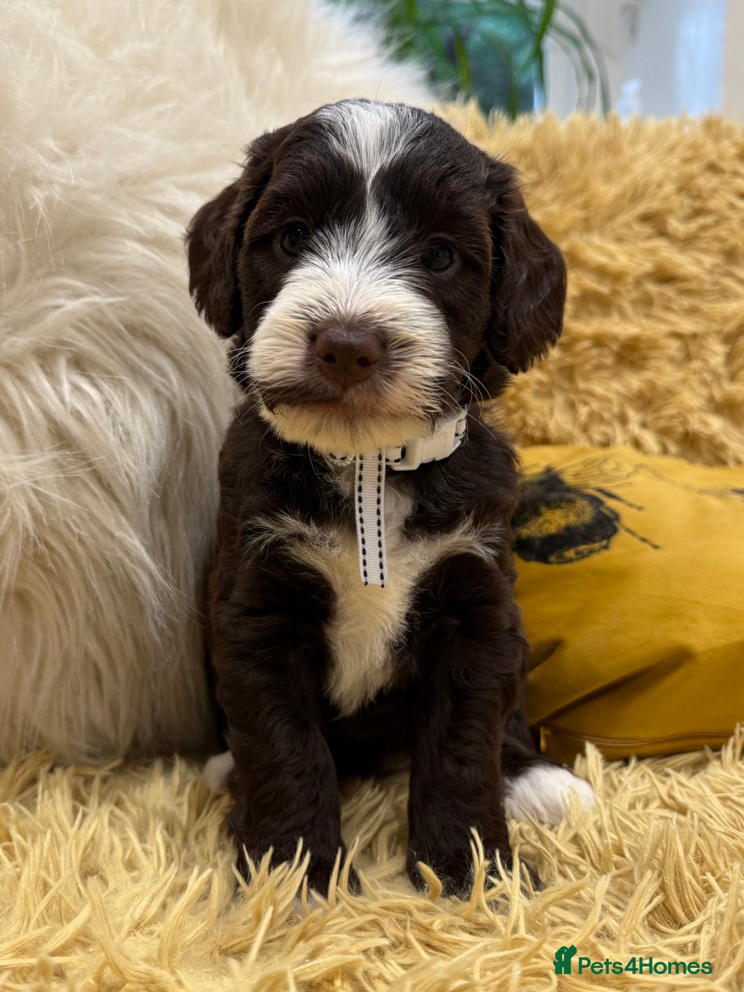 Mixed Breed dogs for sale: Mega Coated Schnockerpoo puppies - Image 18