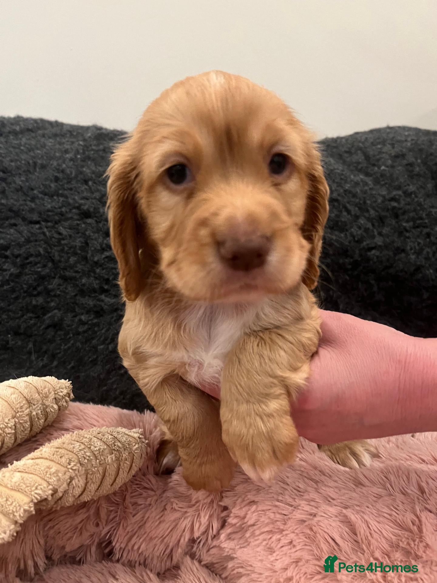 Cocker Spaniel dogs Beautiful KC working cocker spaniel puppies - Advert 2