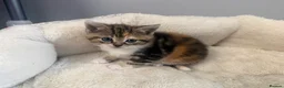 Mixed Breed cats for sale: Beautiful litter of female kittens - Advert 7