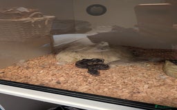 Python Snake reptiles for sale: Royal Python for sale - Image 2