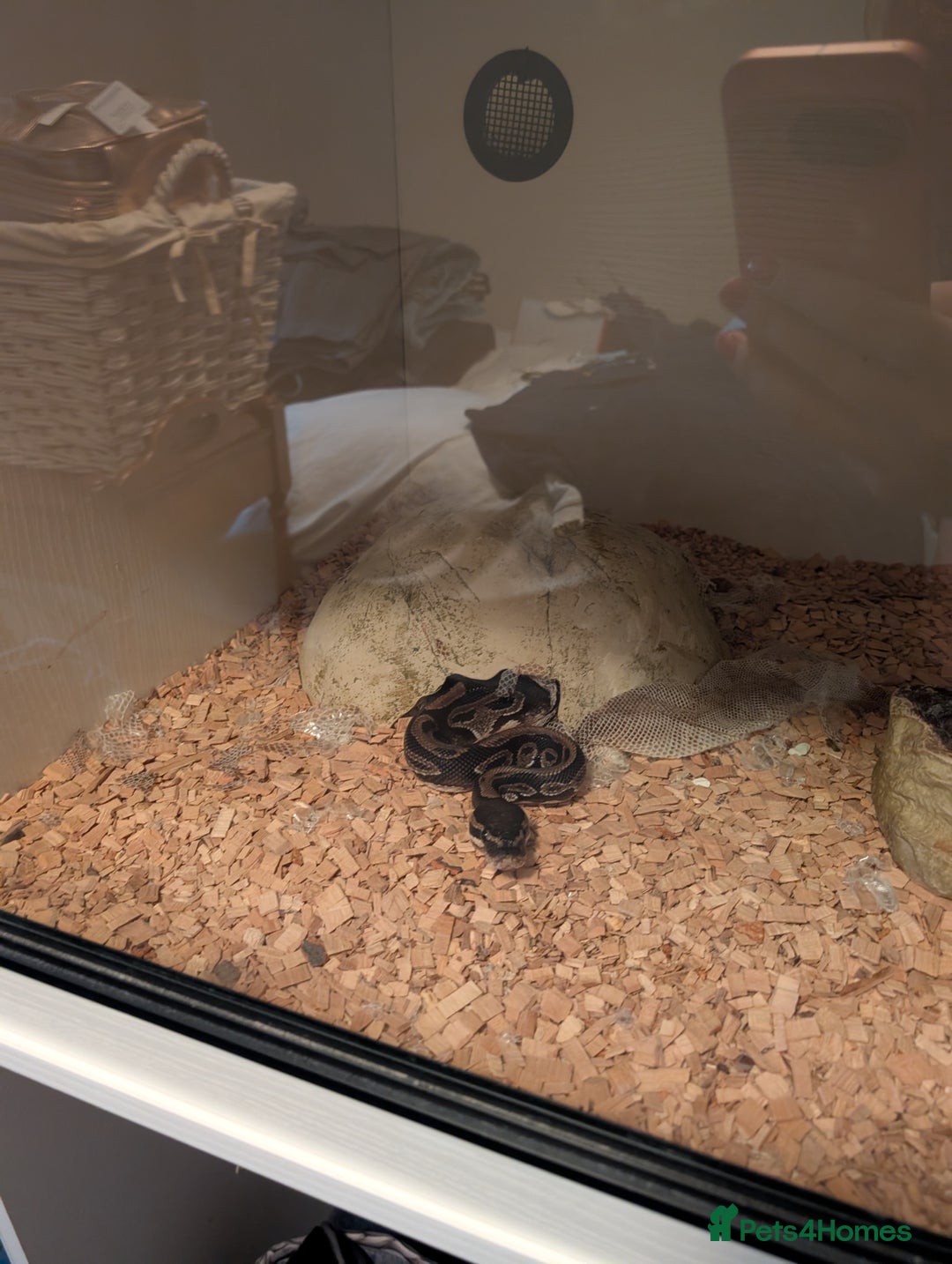 Python Snake reptiles for sale: Royal Python for sale - Image 2
