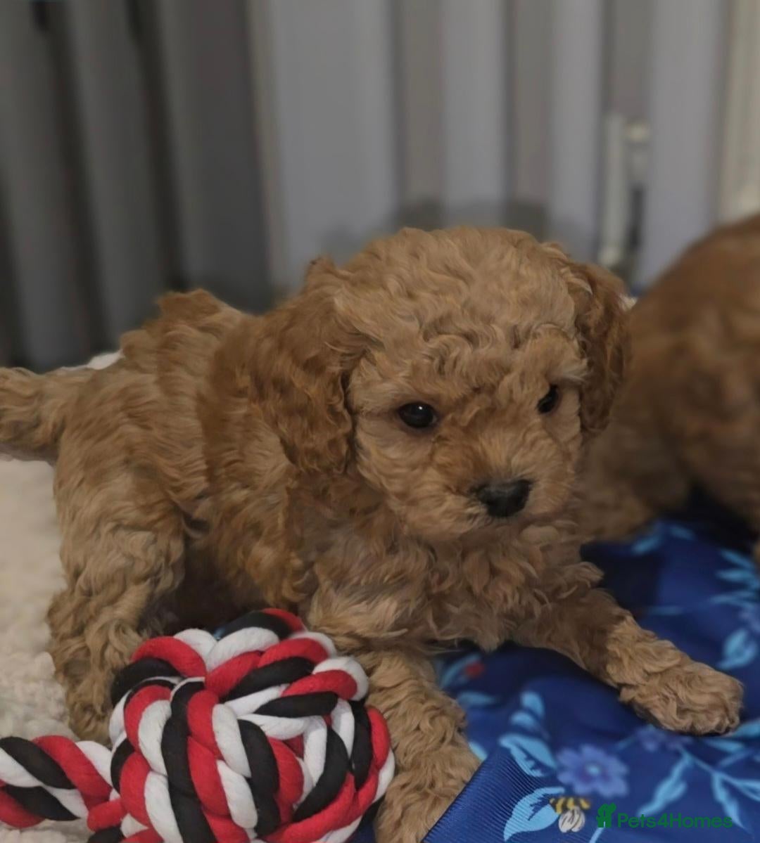 Cavapoo dogs ONE BOY Remaining Ruby Red F2B Toy Cavapoo Puppies - Advert 5