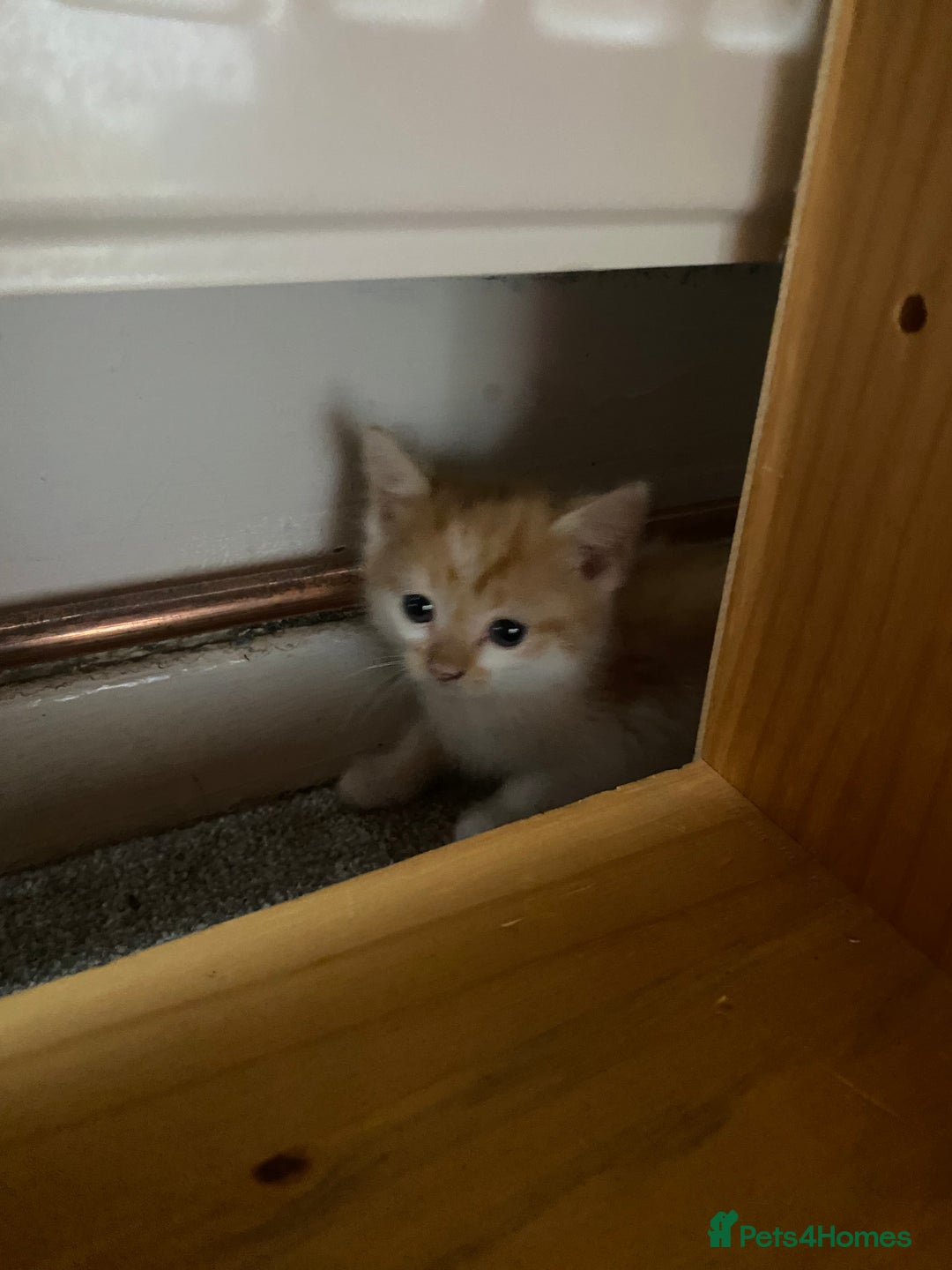 British Longhair cats for sale: 4 beautiful fluffy kittens  - Image 3