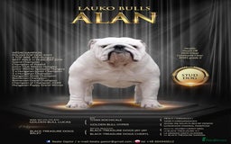 English Bulldog dogs for sale: Show quality english bulldog puppies  - Image 6