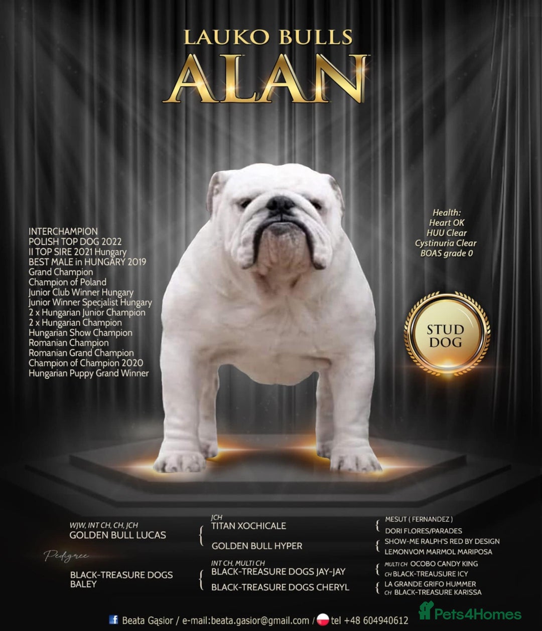 English Bulldog dogs for sale: Show quality english bulldog puppies  - Image 6