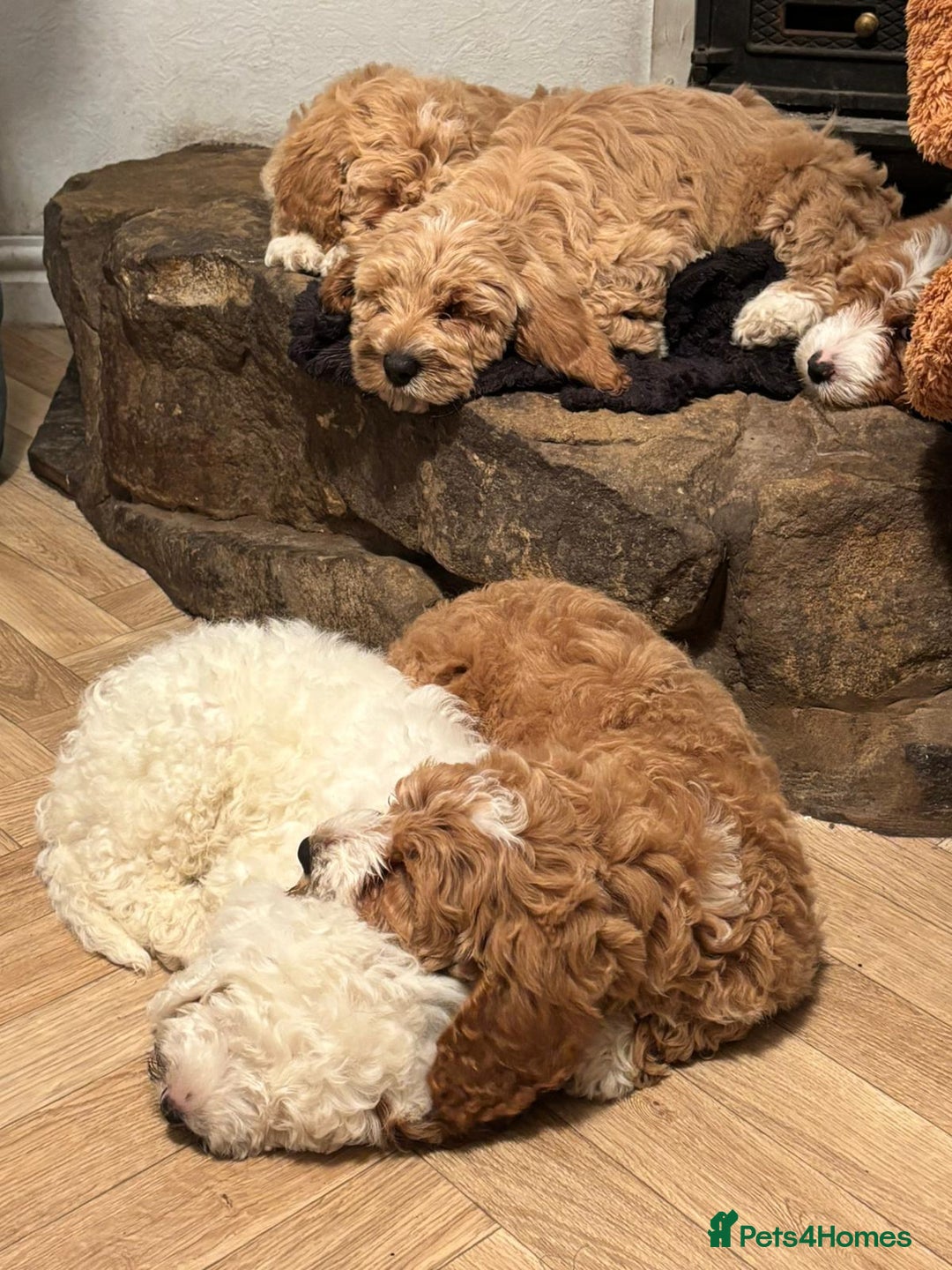 Australian Labradoodle dogs for sale: Australian Labradoodles for Sale - Advert 22