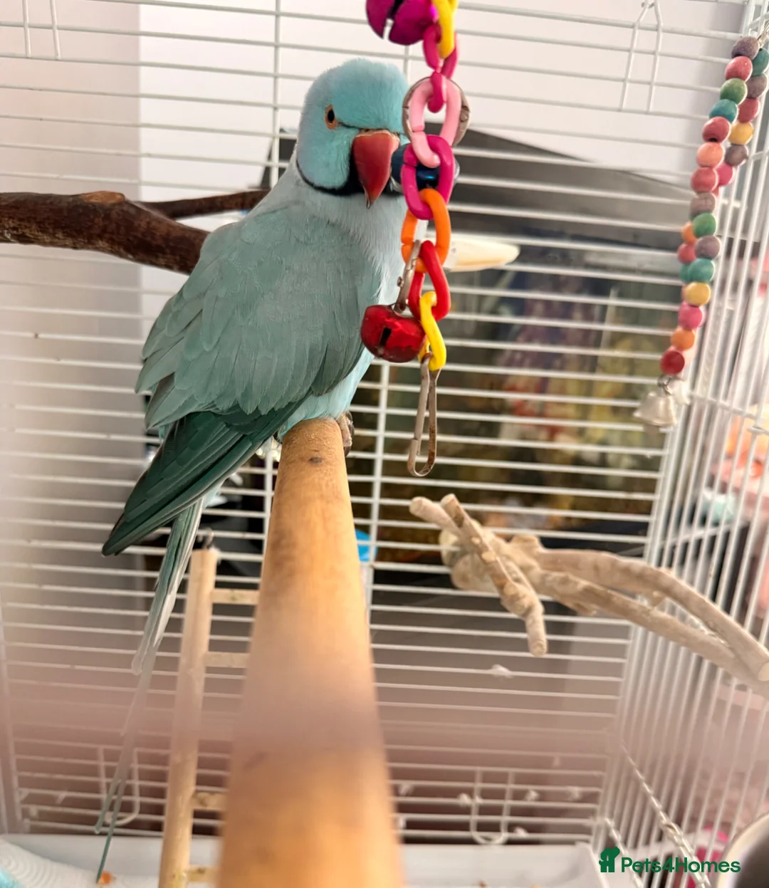 Ringnecks birds for sale: Male Indian ringneck  in Merthyr Tydfil - Advert 3