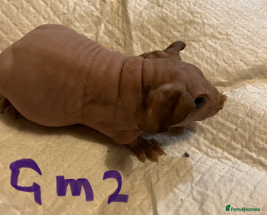 Guinea Pig rodents for sale: Well handled skinny pigs.  - Advert 27