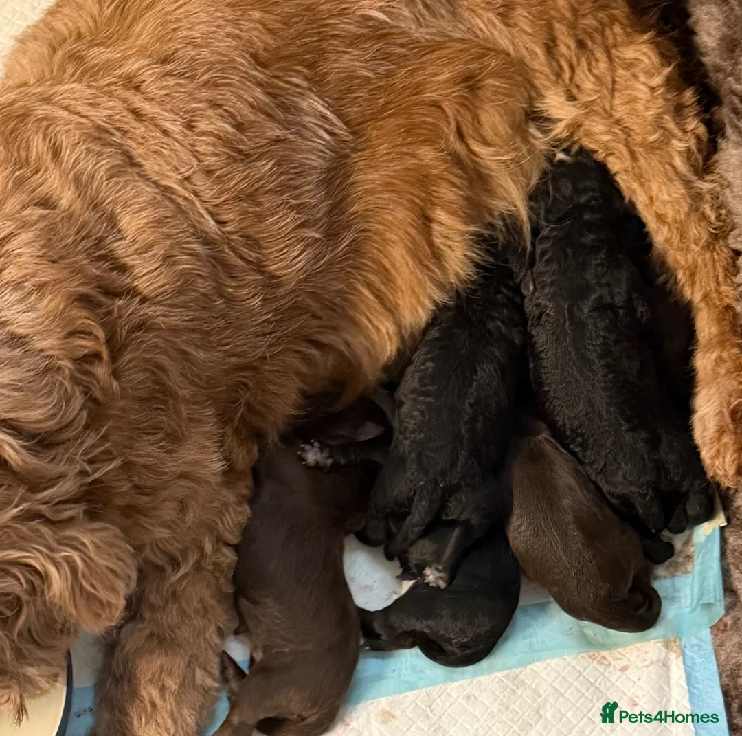 Cockapoo dogs for sale: F2 Miniature Cockapoos - Advert 2