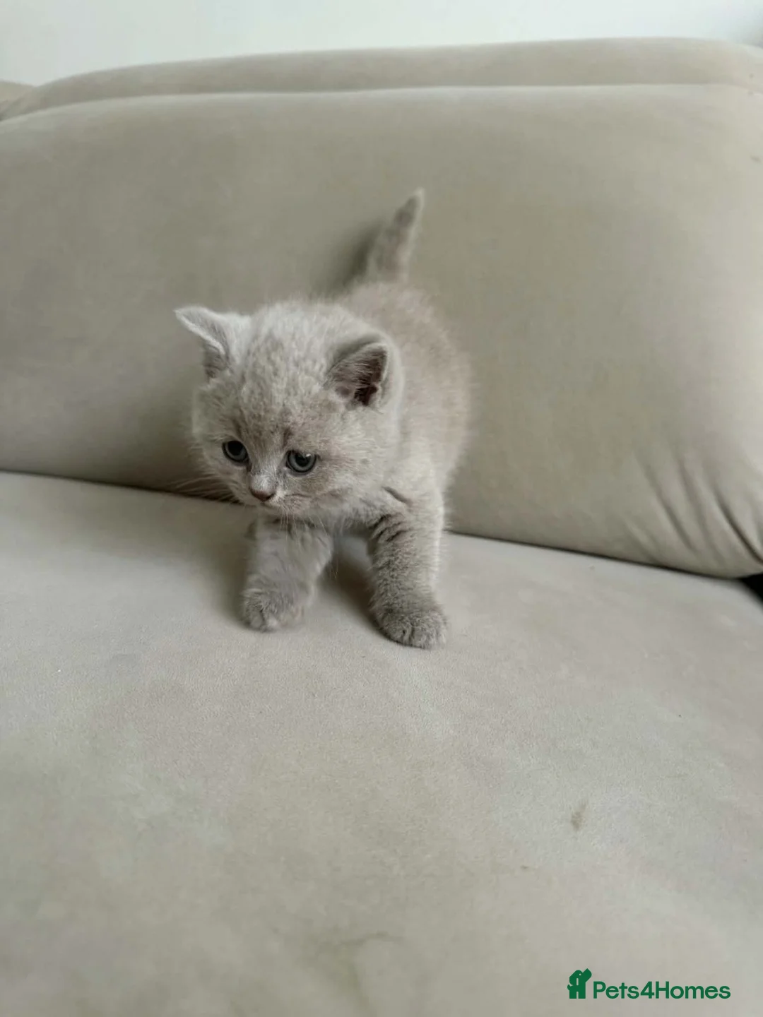 British Shorthair cats for sale: ✨Active Champion line British shorthair lilac - Advert 21