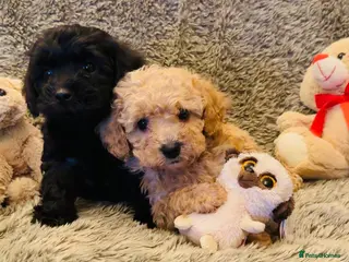 Maltipoo dogs Teddy bear Maltipoos, DNA Health tested - Advert 5