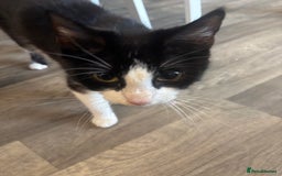 British Shorthair cats for sale: X2 female British shorthaired cross kittens - Image 13