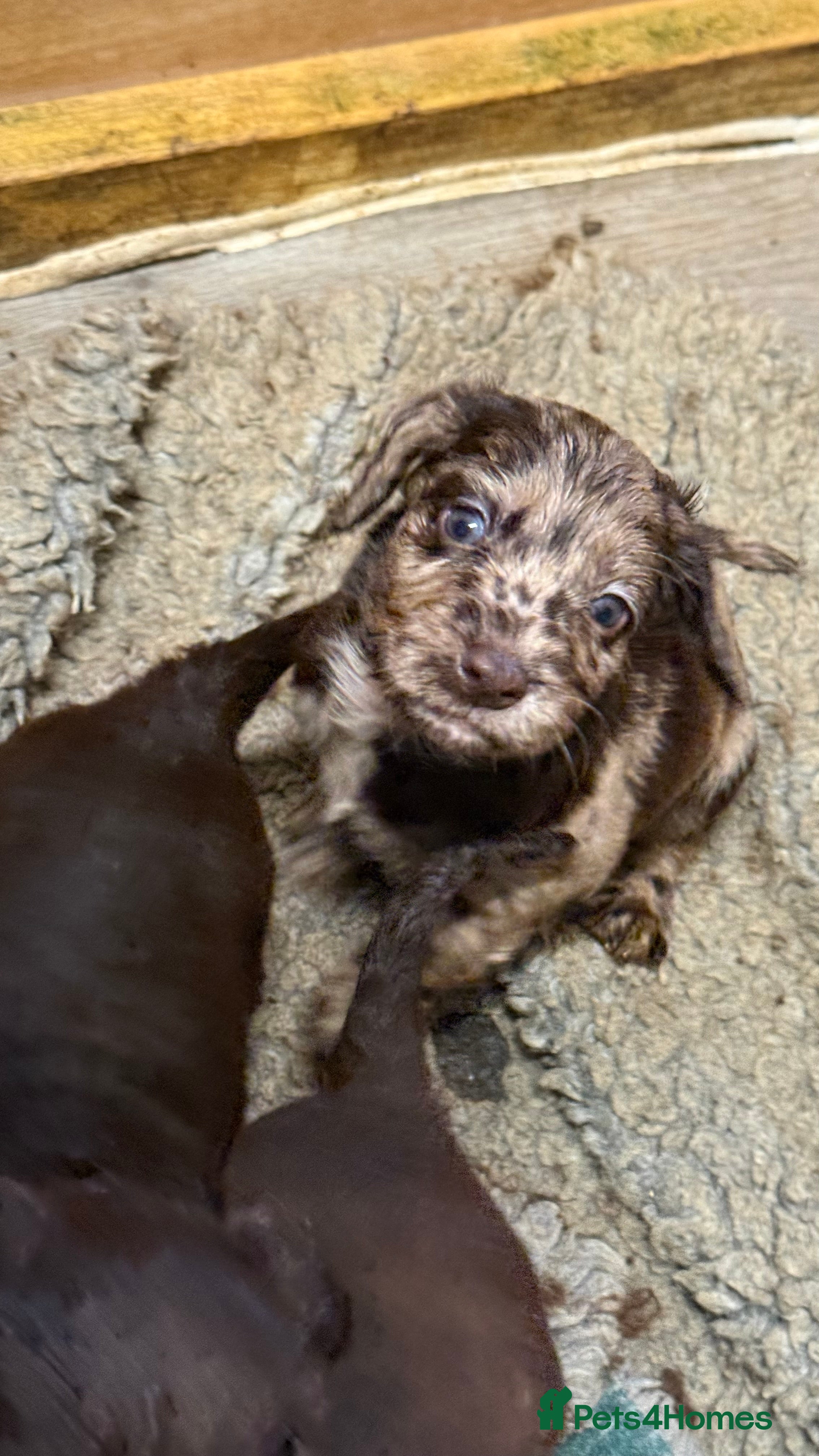 Cocker Spaniel dogs Chocolate merle and family - Advert 2
