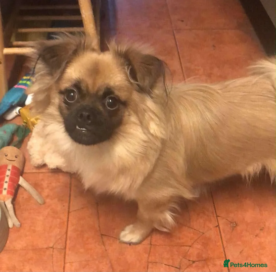 Mixed Breed dogs for sale: Happy 10-month-old Pomeranian Cross Pug boy - Advert 2