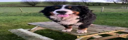 Bernese Mountain Dog dogs for sale: Beautiful Chunky KC Bernese Mountain Dog Puppies - Advert 7