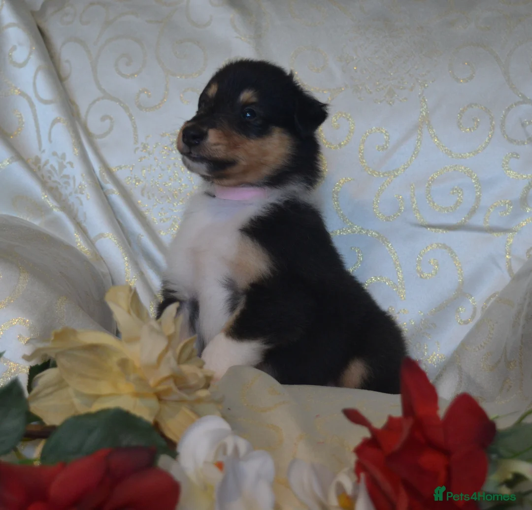 Rough Collie dogs for sale: Tricolour Males DNA clear non carriers 0% related  - Advert 13