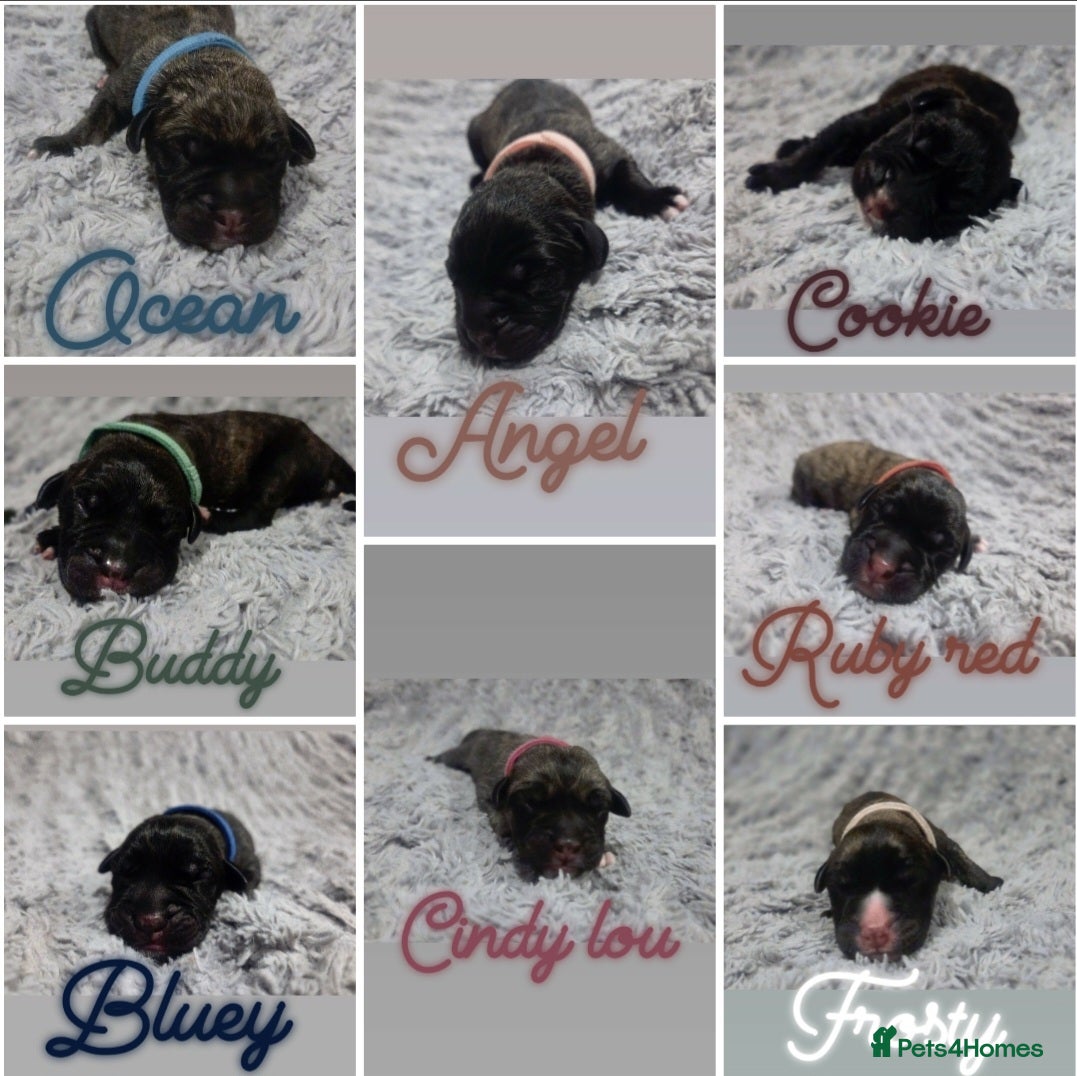 Mixed Breed dogs Cane Canario Puppies - Advert 4