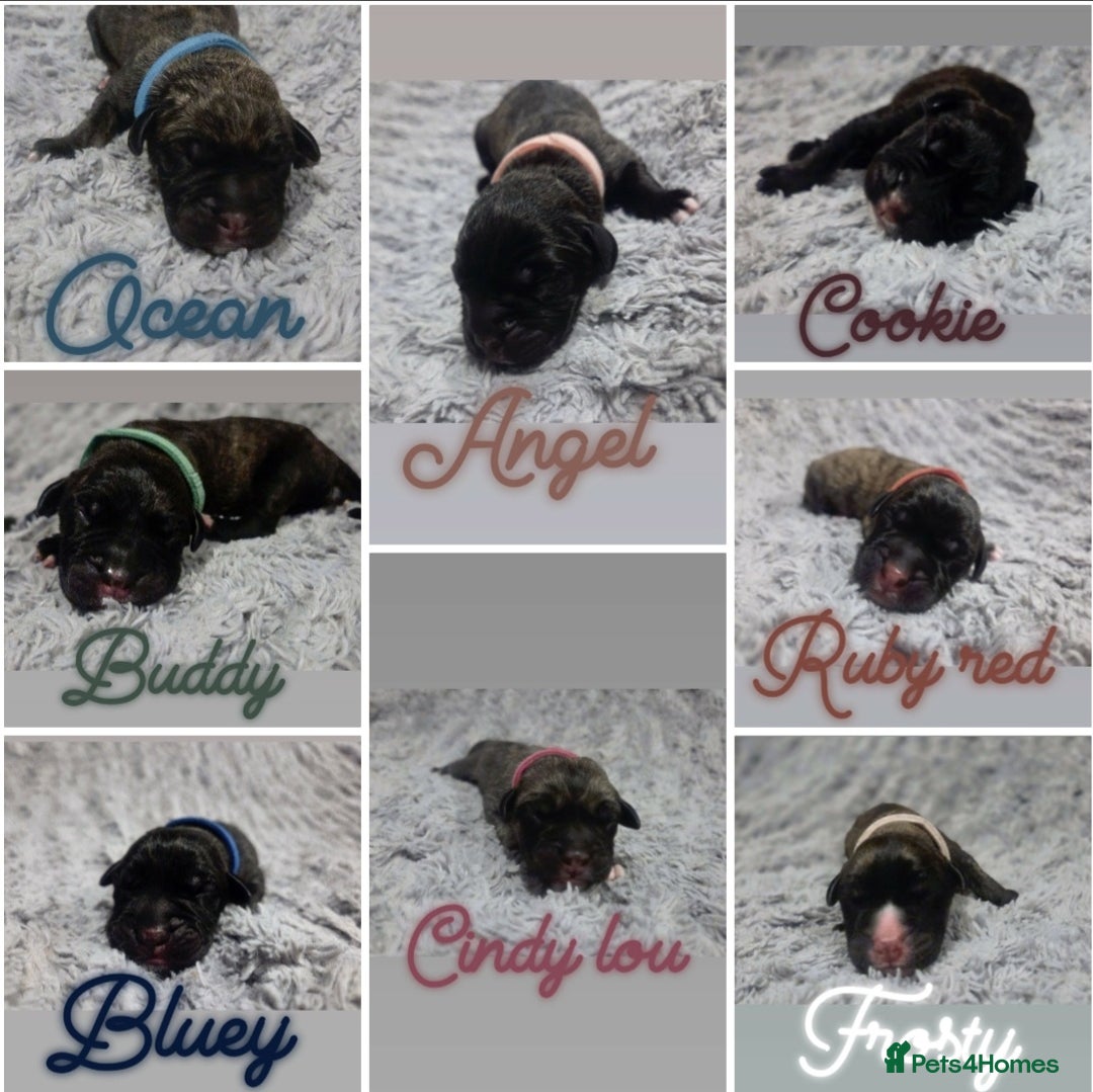 Mixed Breed dogs for sale: Cane Canario Puppies - Advert 1