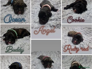 Mixed Breed dogs Cane Canario Puppies - Advert 1