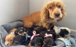 Cocker Spaniel dogs for sale: Beautiful show type cocker spaniel puppies  - Image 22