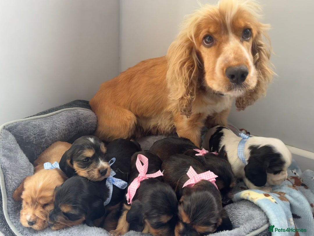 Cocker Spaniel dogs for sale: Beautiful show type cocker spaniel puppies  - Image 22