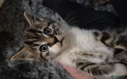 Domestic Shorthair cats for sale: Tabby kitten  - Image 2