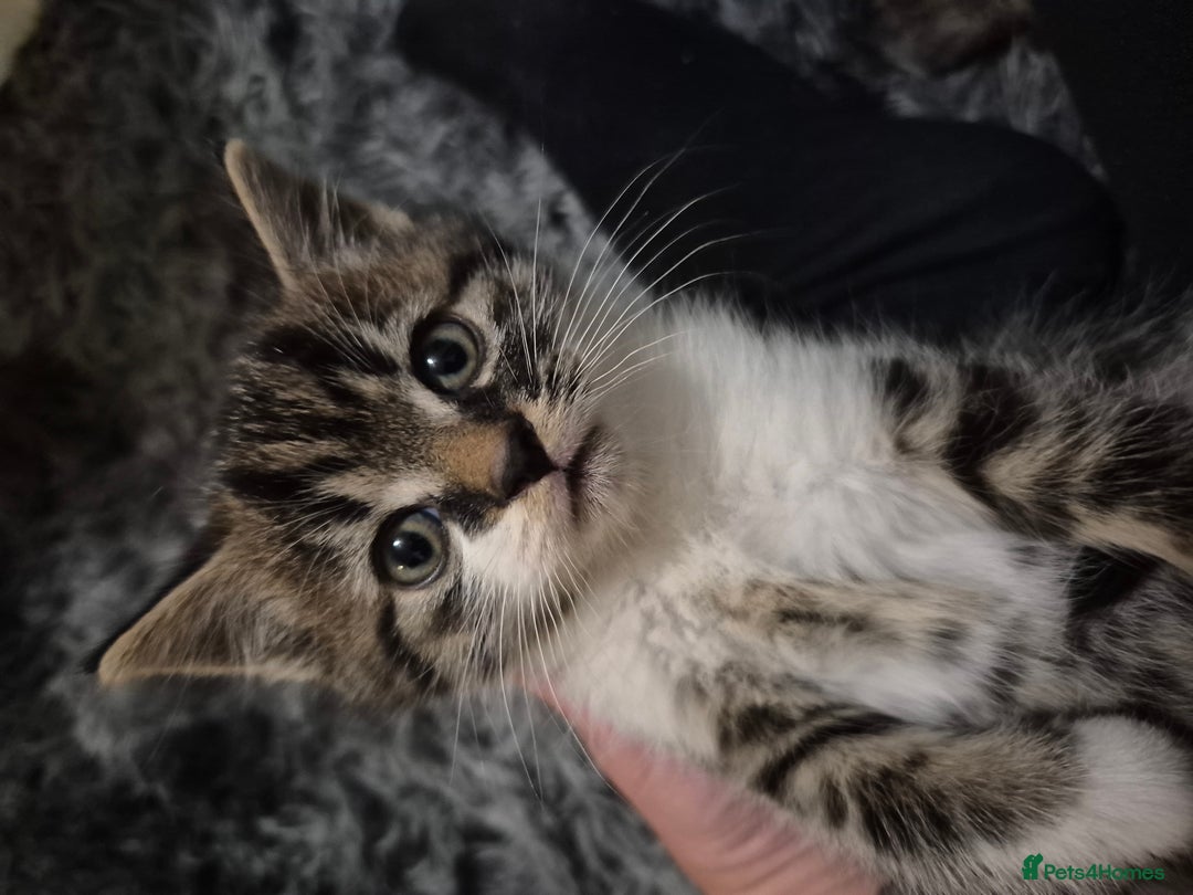 Domestic Shorthair cats for sale: Tabby kitten  - Image 2