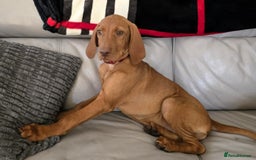 Hungarian Vizsla dogs for sale: Hungarian Vizsla Puppies - Image 3