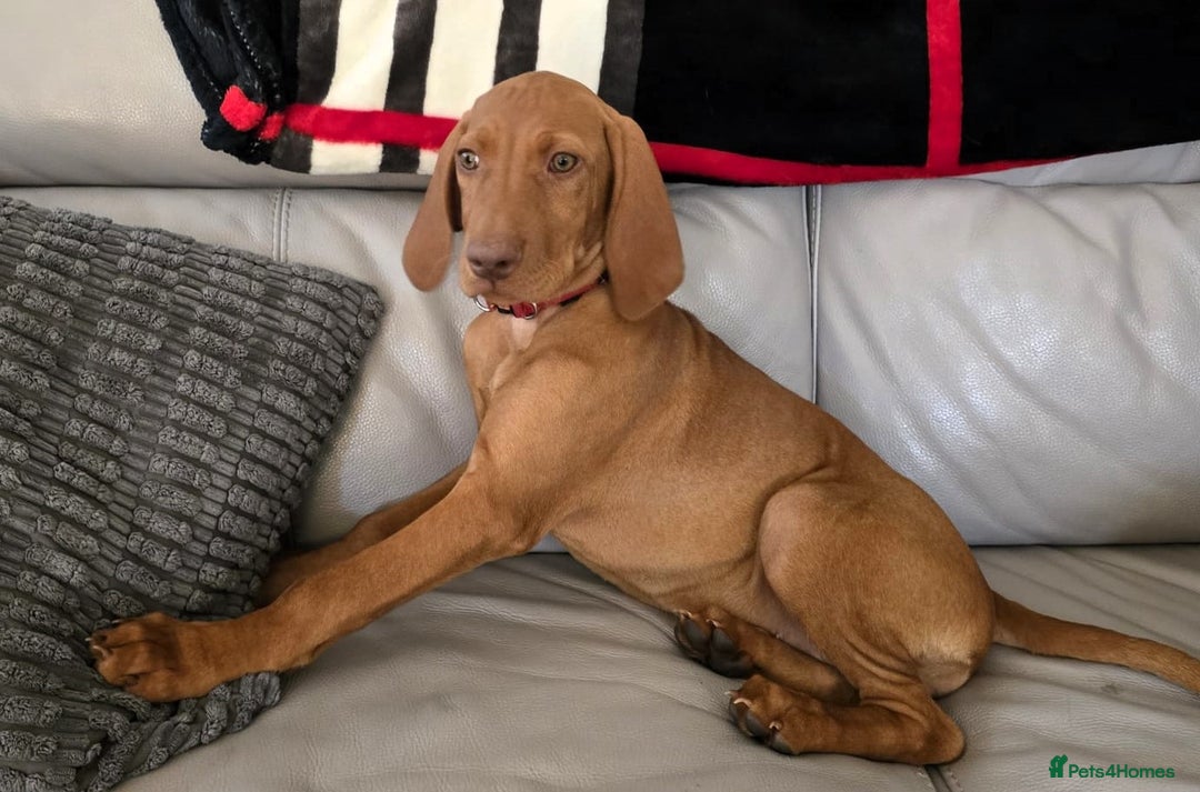 Hungarian Vizsla dogs for sale: Hungarian Vizsla Puppies - Image 3