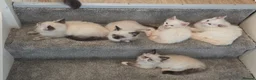 Ragdoll cats for sale: GCCF Ragdoll Kittens - Ready Now (Pet or Active) - Advert 8