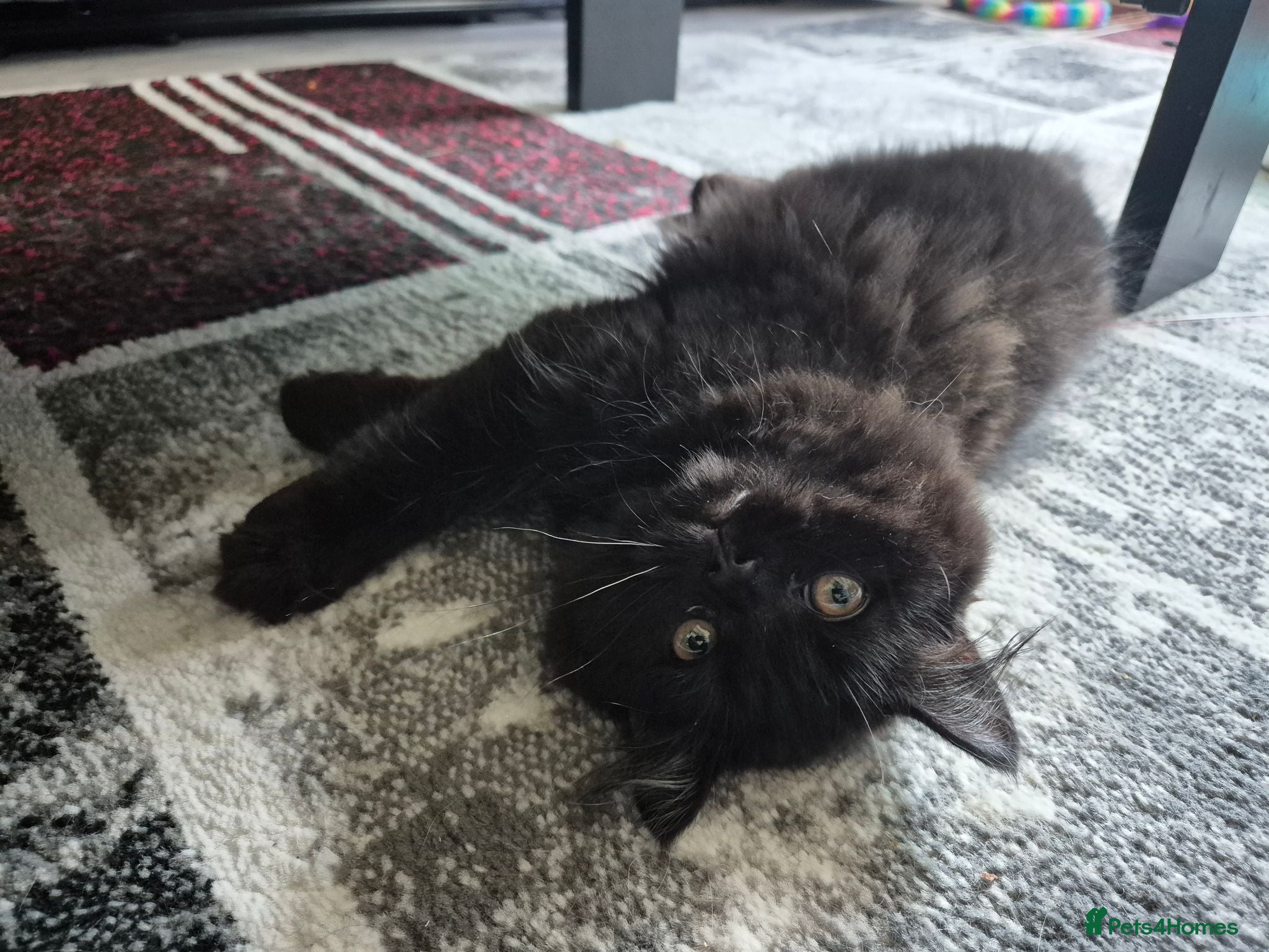 Mixed Breed cats Adorable Female Persian x Ragdoll Kitten ❤️ - Advert 2