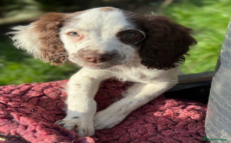 English Springer Spaniel dogs - Advert 11