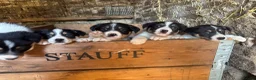 Welsh Collie dogs for sale: 6 beautiful Tri coloured Welsh Collie puppies  - Advert 1