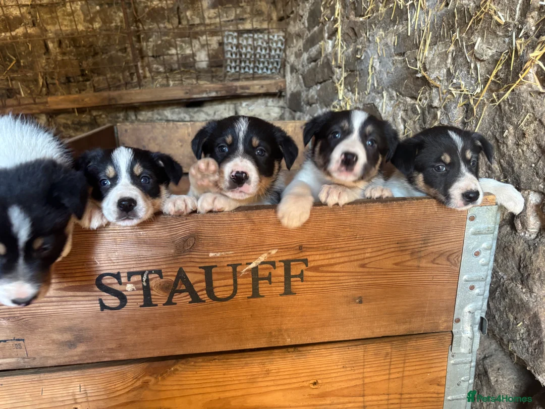 Welsh Collie dogs for sale: 6 beautiful Tri coloured Welsh Collie puppies  - Advert 1