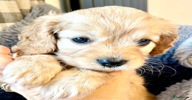 Cavapoo dogs Cavapoo - Advert 1