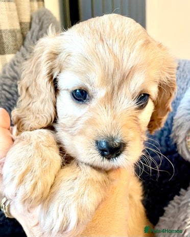 Cavapoo dogs Cavapoo - Advert 2