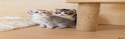 Selkirk Rex cats for sale: Beautiful Selkirk Rex Shorthair Kittens  - Advert 20