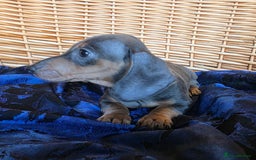 Miniature Dachshund dogs for sale: STUNNING KC pups. READY NOW. REDUCED  - Image 12