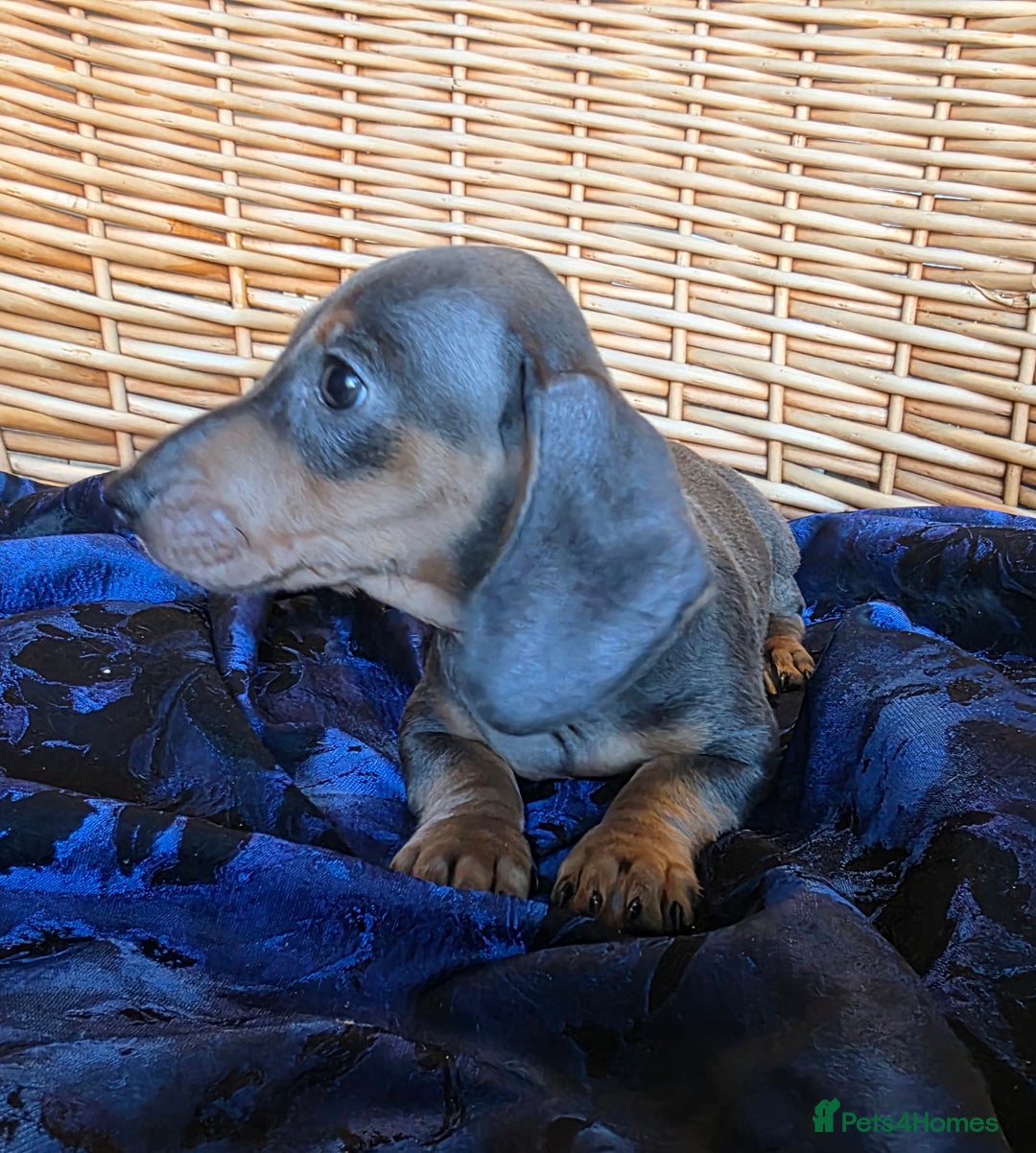 Miniature Dachshund dogs for sale: STUNNING KC pups. READY NOW. REDUCED  - Image 12