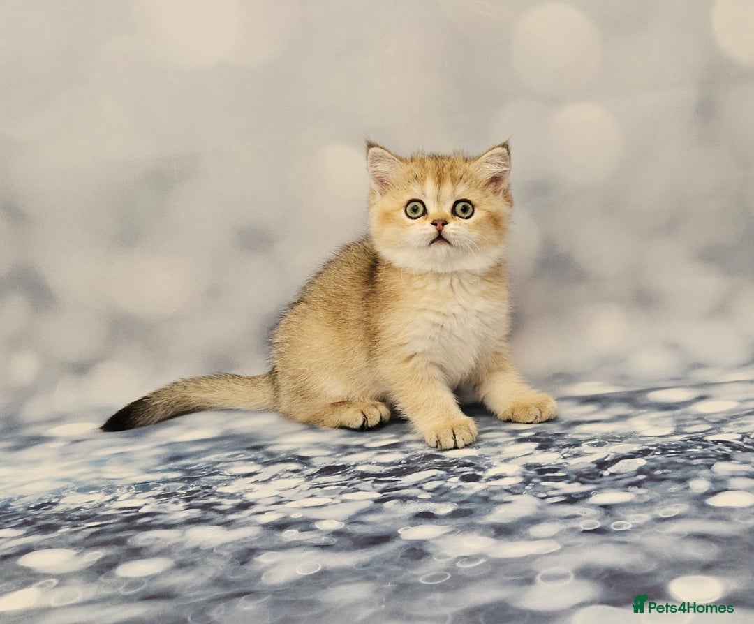 Scottish Fold cats for sale: Excellent Scottish fold kittens  - Image 12